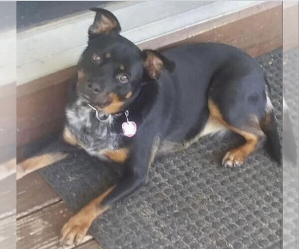 Medium Photo #4 Rottweiler-Unknown Mix Puppy For Sale in Harrison, AR, USA