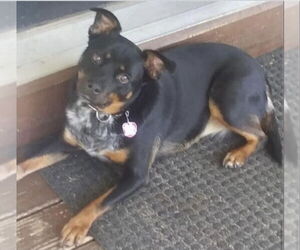Nika - Female Rottweiler-Unknown Mix Dog for Adoption - Photo #4