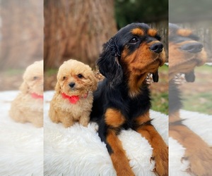Cavapoo Puppy for sale in GRASS VALLEY, CA, USA