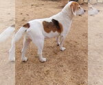 Small #4 Beagle
