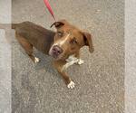 Small #2 Mutt