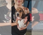Puppy Vegas Basset Hound