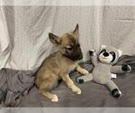 Small Gerberian Shepsky