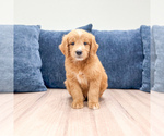 Puppy 7 Goldendoodle (Miniature)