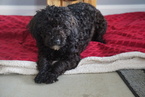 Small Photo #1 Poodle (Miniature) Puppy For Sale in FREDERICKSBURG, OH, USA