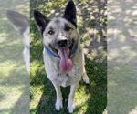Small #1 German Shepherd Dog