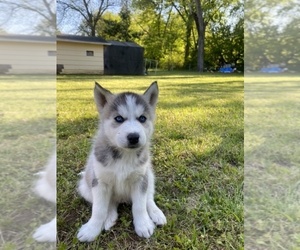 Siberian Husky Puppy for sale in BROWNSVILLE, TN, USA