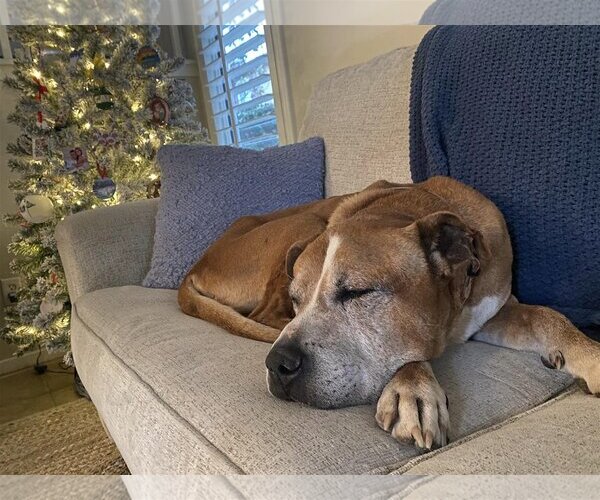 Medium Photo #5 American Pit Bull Terrier-Unknown Mix Puppy For Sale in  Ramona, CA, USA