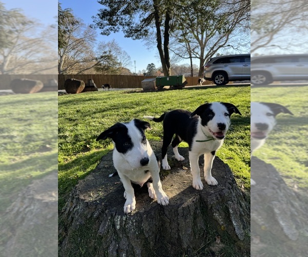 Medium Photo #1 Border Collie Puppy For Sale in HUNTERSVILLE, NC, USA