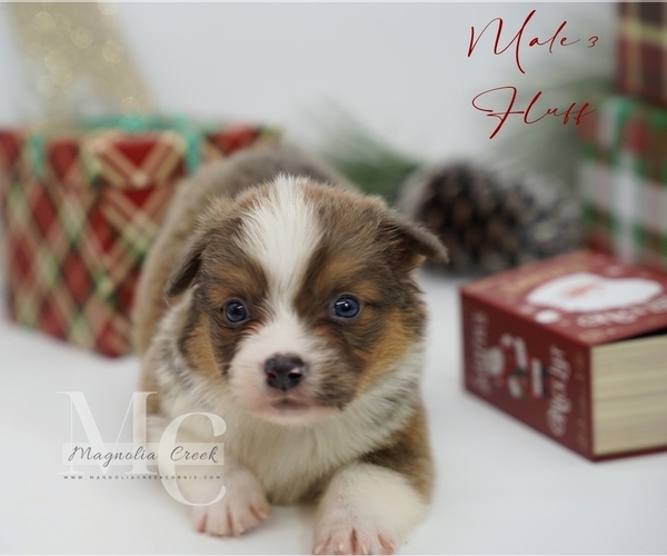 Medium Photo #18 Pembroke Welsh Corgi Puppy For Sale in FLORALA, AL, USA