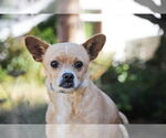 Small #1 Chihuahua