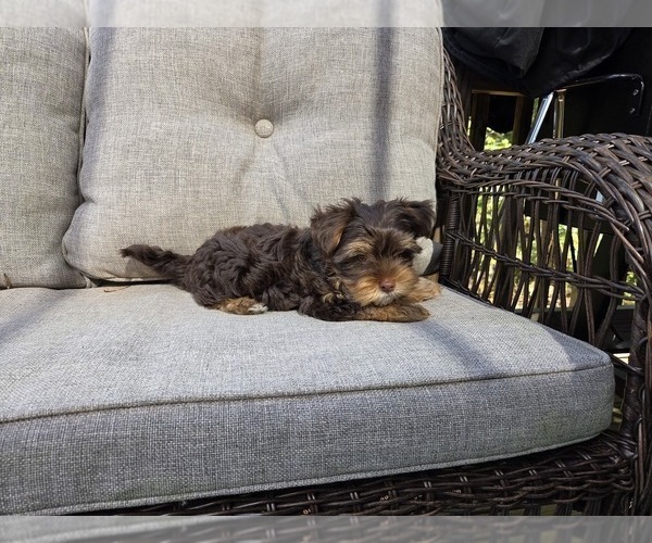 Medium Photo #8 Yorkshire Terrier Puppy For Sale in RHOADESVILLE, VA, USA