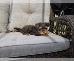 Small #7 Yorkshire Terrier
