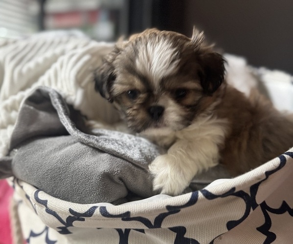 Medium Photo #1 Shih Tzu Puppy For Sale in LEXINGTON, NC, USA