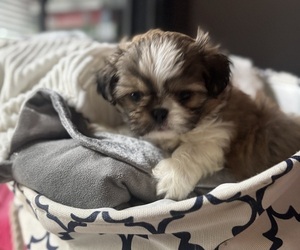 Medium Shih Tzu
