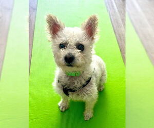 Poodle (Miniature)-Unknown Mix Dogs for adoption in Las Vegas, NV, USA