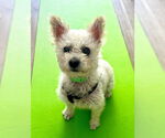 Small Poodle (Miniature) Mix
