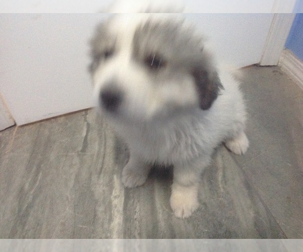 Medium Photo #4 Great Pyrenees Puppy For Sale in BELEN, NM, USA