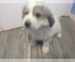 Small Photo #4 Great Pyrenees Puppy For Sale in BELEN, NM, USA