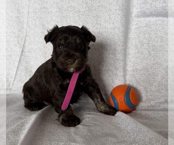 Medium Photo #5 Schnauzer (Miniature) Puppy For Sale in KNOX CITY, MO, USA