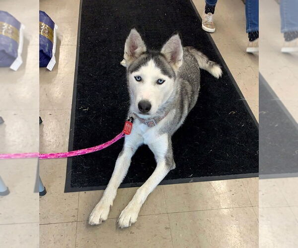Medium Photo #1 Huskies -Unknown Mix Puppy For Sale in Rootstown, OH, USA