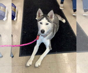 Huskies -Unknown Mix Dogs for adoption in Rootstown, OH, USA
