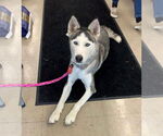 Small Huskies Mix