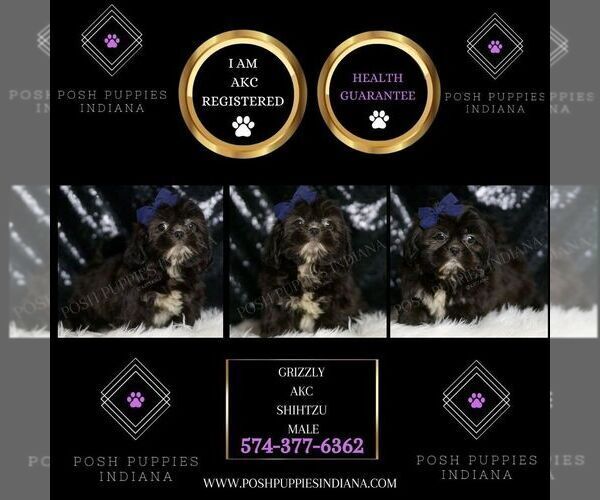 Medium Photo #4 Shih Tzu Puppy For Sale in WARSAW, IN, USA