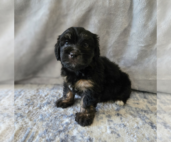 Medium Photo #27 Aussiedoodle Miniature -Miniature Bernedoodle Mix Puppy For Sale in CULPEPER, VA, USA