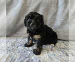 Small #3 Aussiedoodle Miniature -Miniature Bernedoodle Mix