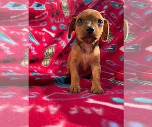 Dachshund Dogs for adoption in Pacolet, SC, USA
