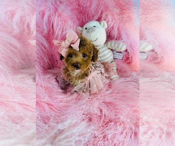 Medium Photo #13 Poodle (Toy) Puppy For Sale in BOSTON, MA, USA