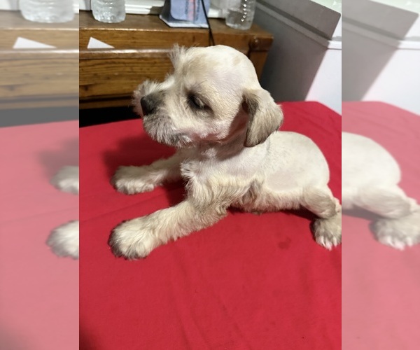 Medium Photo #2 Schnauzer (Miniature) Puppy For Sale in DUARTE, CA, USA