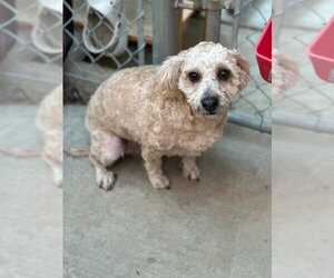 Butters - Male Poodle (Miniature) Dog for Adoption - Photo #3