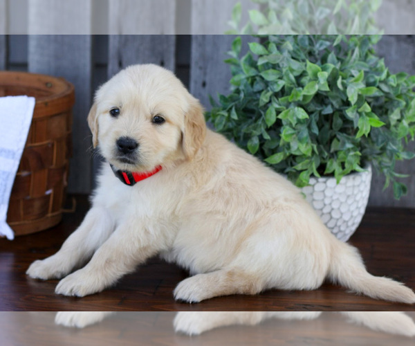 Medium Photo #2 English Cream Golden Retriever Puppy For Sale in NAPPANEE, IN, USA