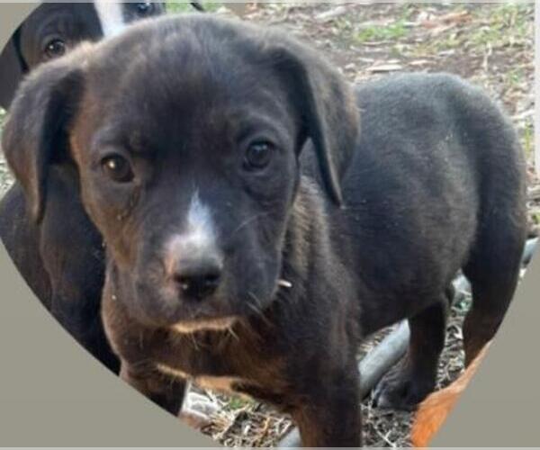 Medium Photo #1 American Staffordshire Terrier-Labrador Retriever Mix Puppy For Sale in San Antonio, TX, USA