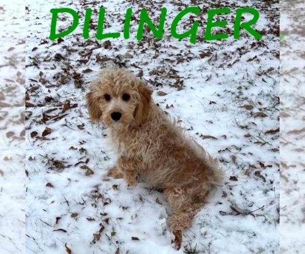 Medium Photo #2 Cavapoo (Miniature) Puppy For Sale in HARTLAND, MN, USA