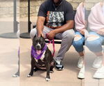 Small #10 American Staffordshire Terrier Mix