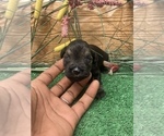 Small Photo #7 Schnauzer (Miniature) Puppy For Sale in FORT PIERCE, FL, USA
