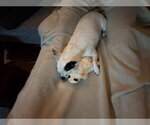 Small Photo #15 Chihuahua-Unknown Mix Puppy For Sale in San Francisco, CA, USA