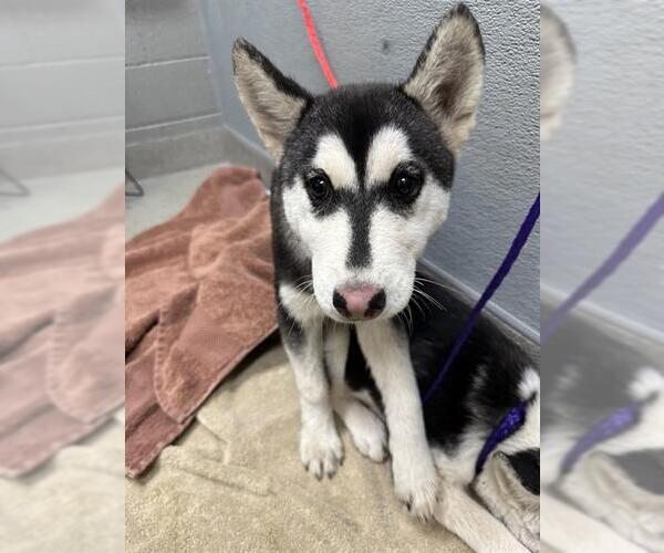 Medium Photo #1 Siberian Husky-Unknown Mix Puppy For Sale in Las Vegas, NV, USA