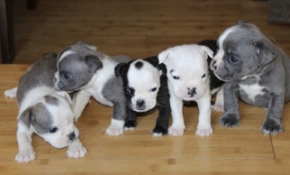English Bulldog Puppy for sale in HELVETIA, OR, USA