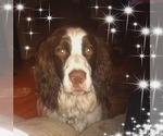 Small #3 English Springer Spaniel Mix