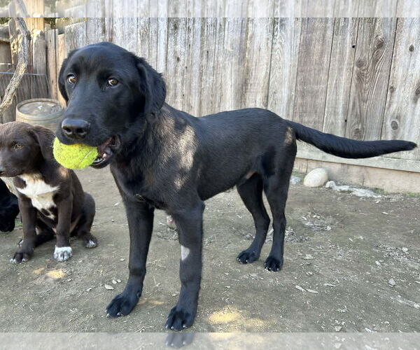 Medium Photo #3 Labrador Retriever-Unknown Mix Puppy For Sale in Clovis, CA, USA