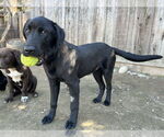 Small #2 Labrador Retriever Mix