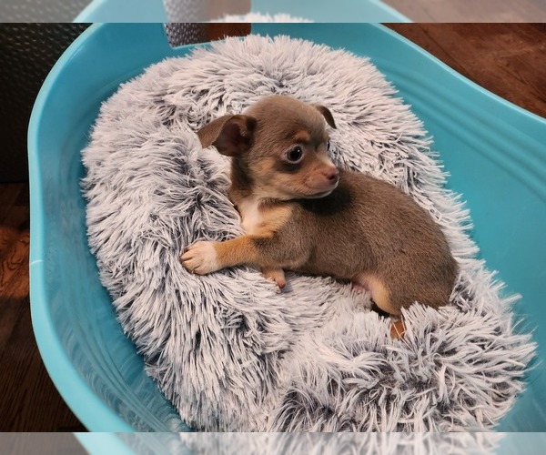 Medium Photo #2 Chihuahua Puppy For Sale in MARIETTA, GA, USA