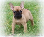 Small Photo #46 French Bulldog Puppy For Sale in WINNSBORO, TX, USA