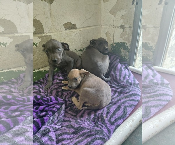 Medium Photo #2 Mutt Puppy For Sale in Rustburg, VA, USA