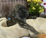 Small Photo #15 Mastiff Puppy For Sale in BRUCETON MILLS, WV, USA