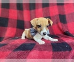 Small Photo #4 Jack Russell Terrier Puppy For Sale in LAKELAND, FL, USA